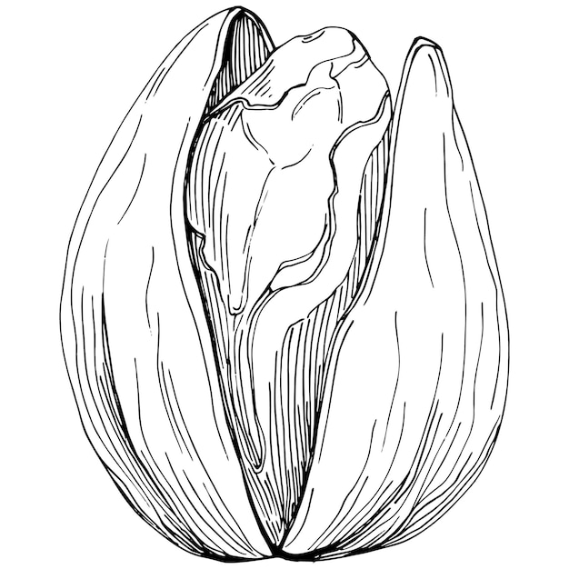 Avelã, avelã, cobnut desenhados à mão isolado.