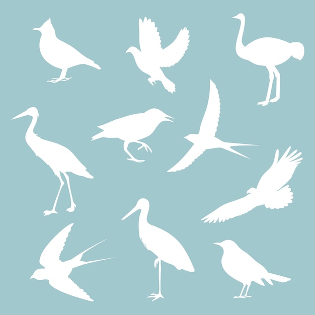 Aves diferentes