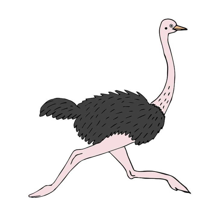 Vetor avestruz desenhada à mão vetorial