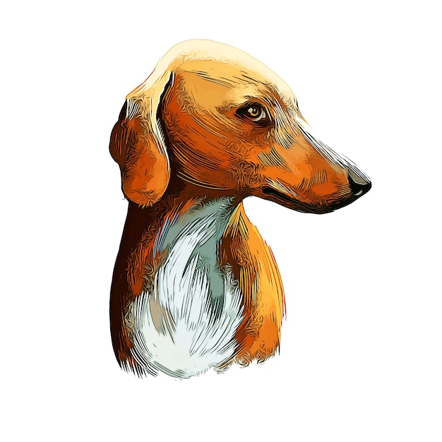 Vetor azawakh cão aquarela esboço mão desenhada ilustração