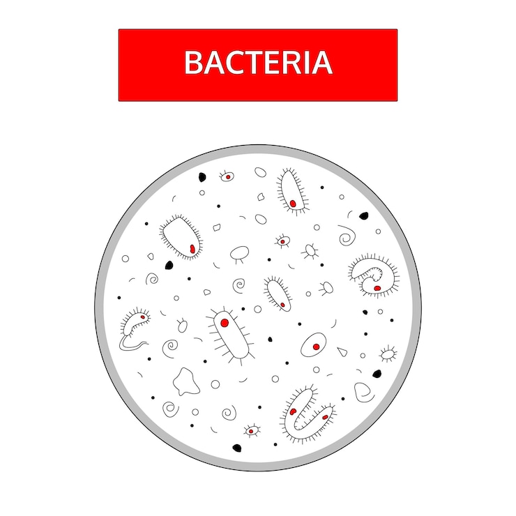Vetor bactérias preto e branco com um núcleo vermelho em um fundo branco sob um microscópio