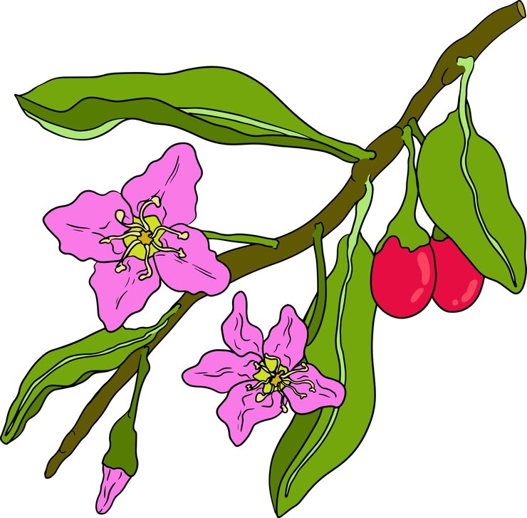 Vetor bagas de goji desenhadas à mão ilustração vetorial colorida isolada em fundo branco bagas superfood