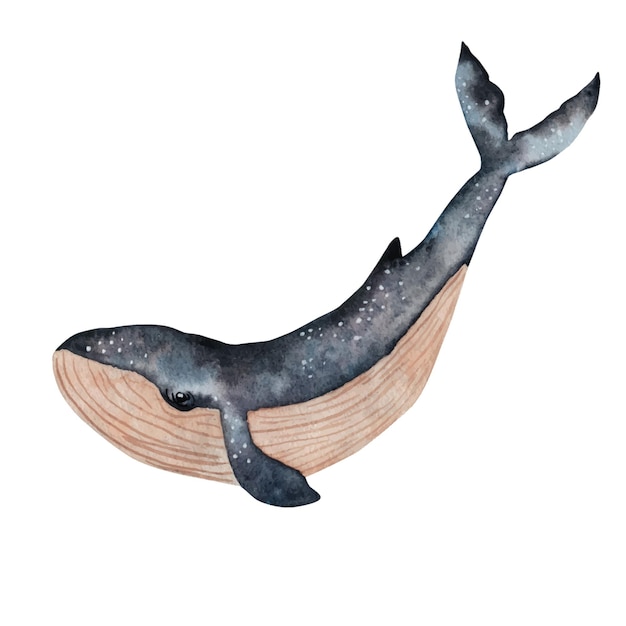 Baleia azul Ilustração em aquarela