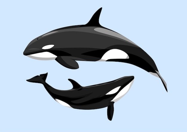 Vetor baleia orca