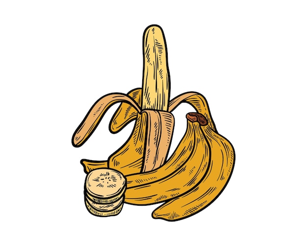 Vetor banana estilo vintage desenhado à mão