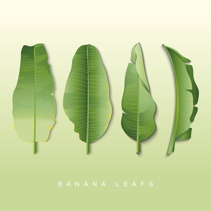 Vetor banana folheia coleção fundo