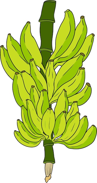 Banana vector descascada banana banana pele feixe de bananas colheita tropical e agricultura