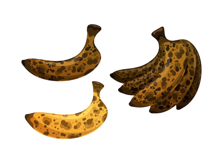 Vetor bananas em um estágio avançado de sobre-maduração com bananas castanhas escuras tornaram-se macias