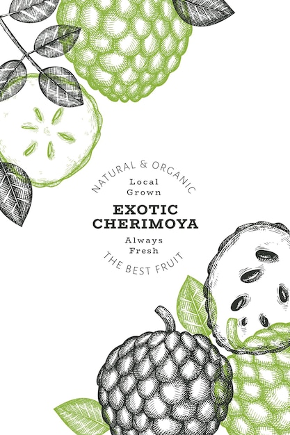 Vetor bandeira de cherimoya estilo esboço desenhado de mão. ilustração do vetor de frutas frescas orgânicas. modelo de design botânico de estilo gravado.