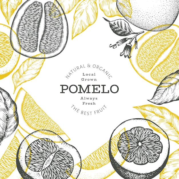 Bandeira de pomelo de estilo esboço desenhado de mão. ilustração do vetor de frutas frescas orgânicas. modelo de design retrô de frutas