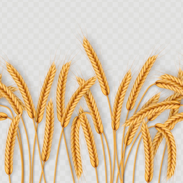 Bando de espigas de trigo, secos grãos inteiros sem costura realista ilustração isolado em fundo transparente. modelo de objeto de padaria.