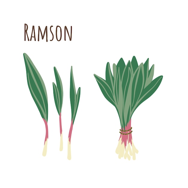 Bando de ramson e coleção de galhos separados picante de ervas. estilo plano. ilustração vetorial