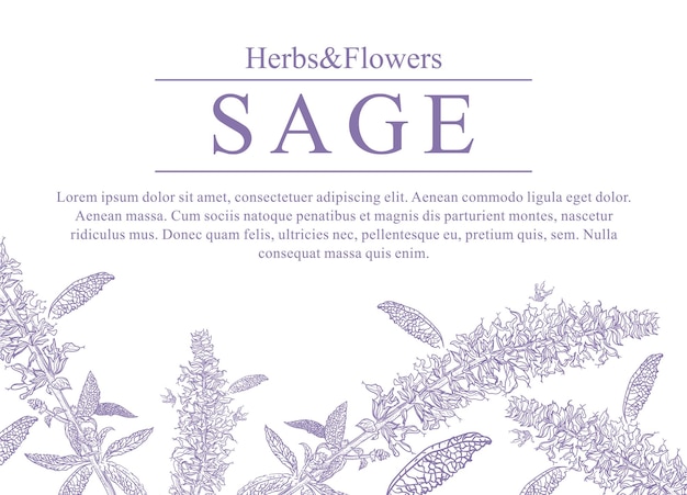 Banner desenhado à mão com floração sálvia fundo decorativo com plantas para perfumes cosméticos chá