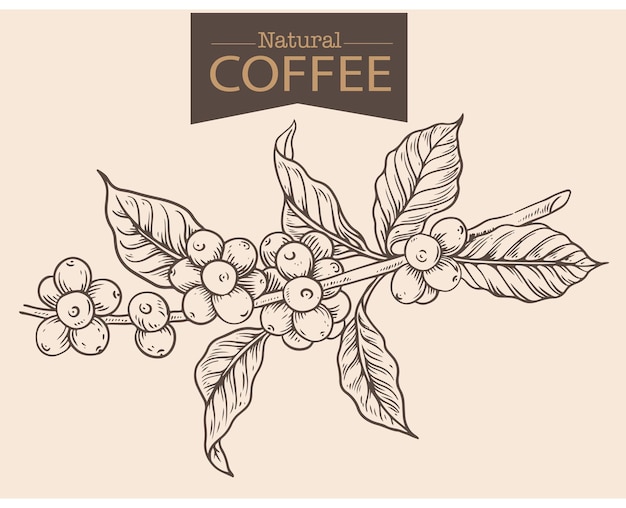 Banner e modelo de brochura de árvore de café e fazendeiro em desenho de tinta de esboço para embalagem de rótulos