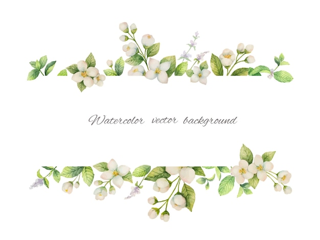 Banner vetorial aquarela de flores jasmim e ramos de hortelã isolados em fundo branco