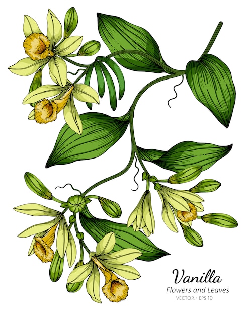 Baunilha flor e folha desenho ilustração