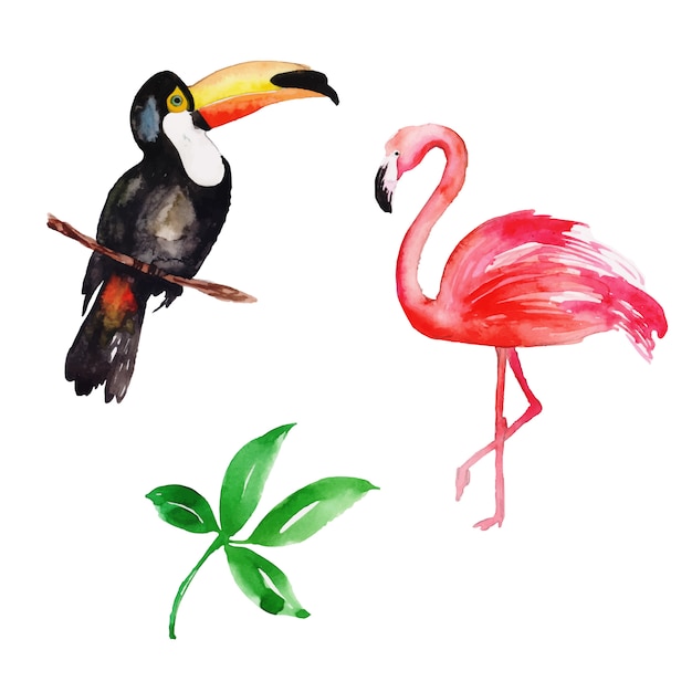 Bela coleção de pássaros tropicais em aquarela