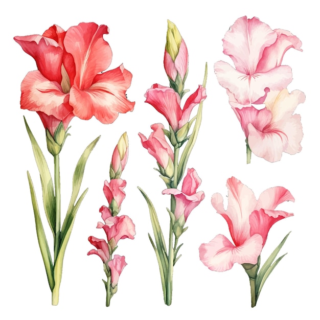 Vetor belas aquarelas gladiolus flores clipart e folhas aquarelas elementos florais