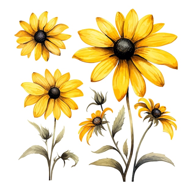 Vetor belas aquarelas rudbeckia flores clipart e folhas aquarelas elementos florais.