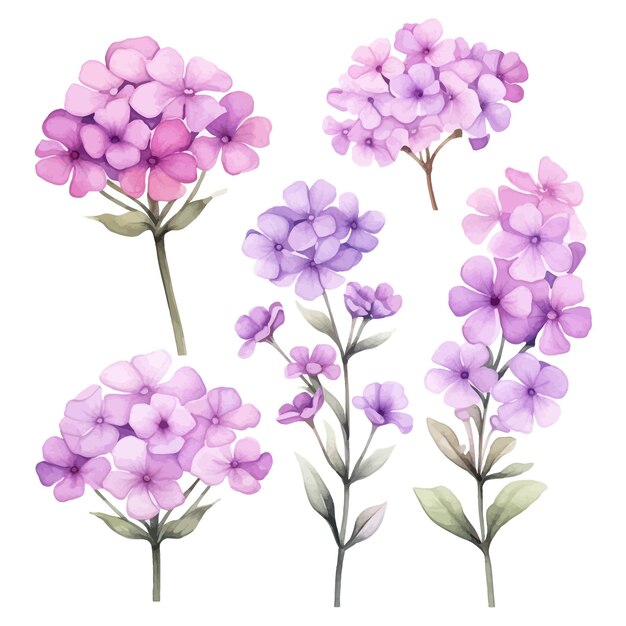 Belas aquarelas verbena flores clipart e folhas aquarelas elementos florais