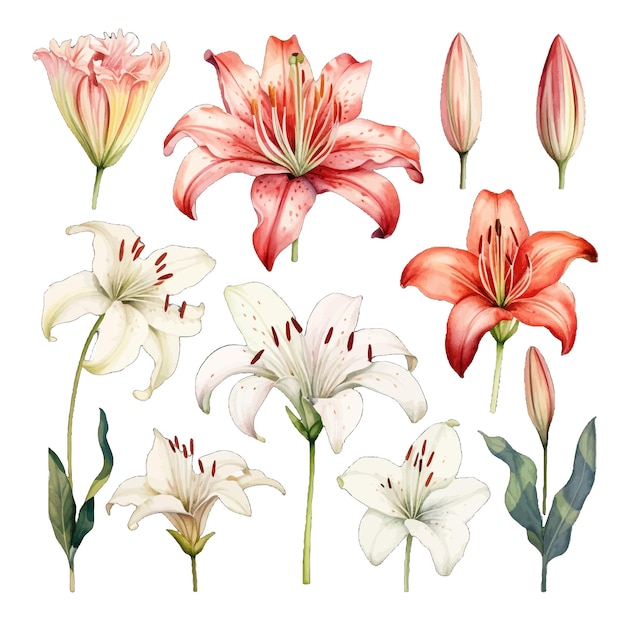 Vetor belas flores de aquarela lilium clipart e deixa elementos florais de aquarela.