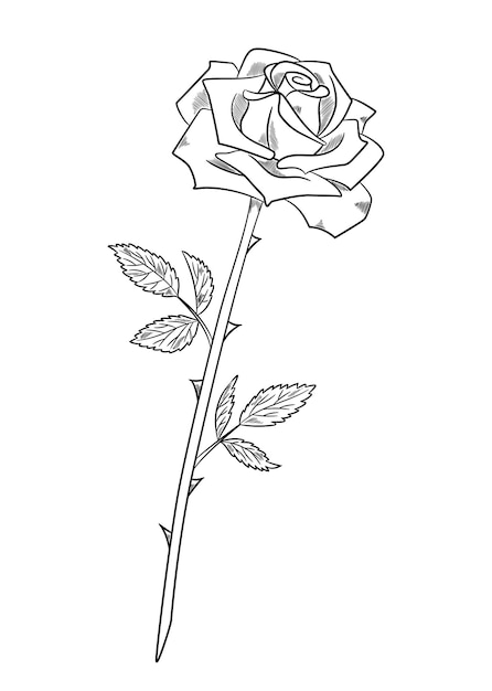 Belo desenho de rosa