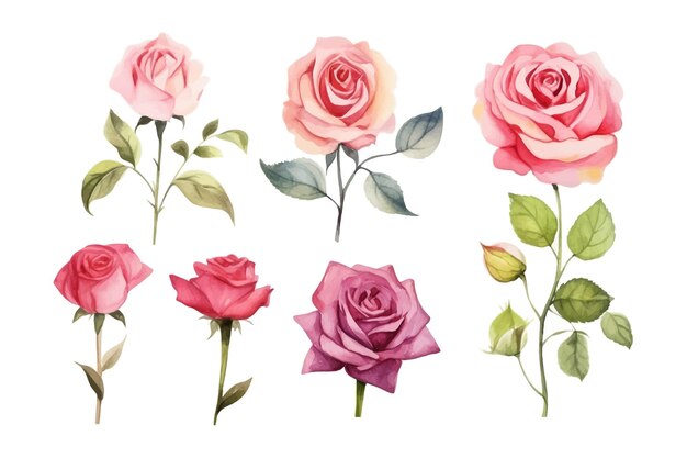 Vetor belos conjuntos de aquarelas, flores de rosas, clipart e folhas, elementos florais de aquarela