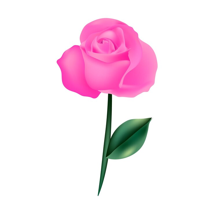 Vetor belos desenhos de ilustrações de rosas em branco
