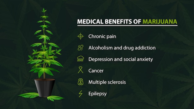 Benefícios usos de maconha medicinal, pôster verde para site com arbusto de cannabis em uma panela e infográfico de benefícios