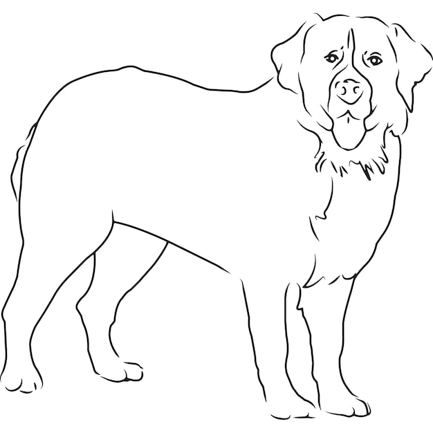 Bernese mountain dog cão esboçado à mão desenho vetorial