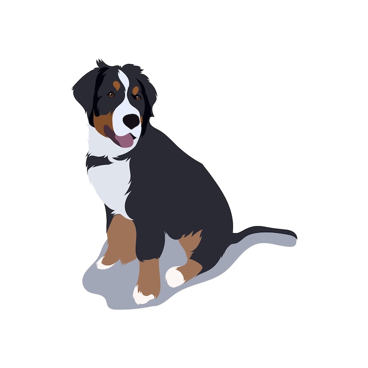 Vetor bernese mountain dog