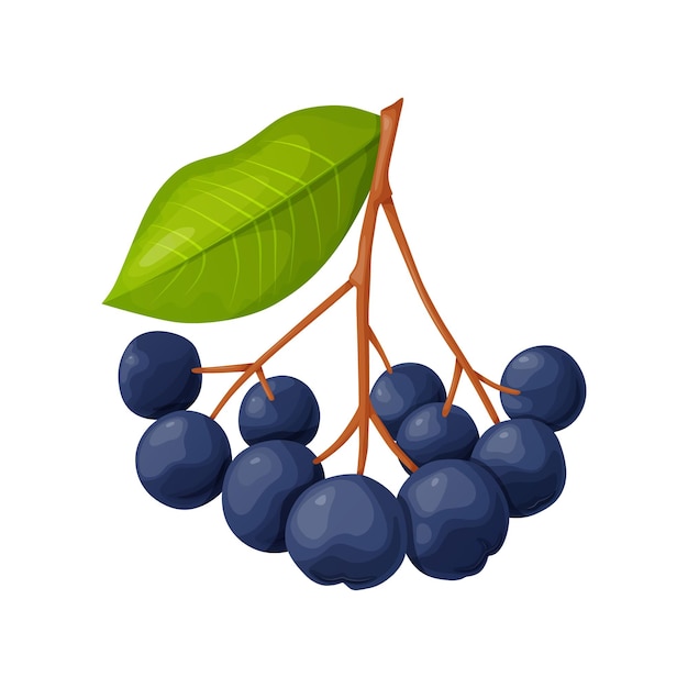 Vetor berry de chokeberry azul em estilo de desenho animado produtos alimentares vegetais