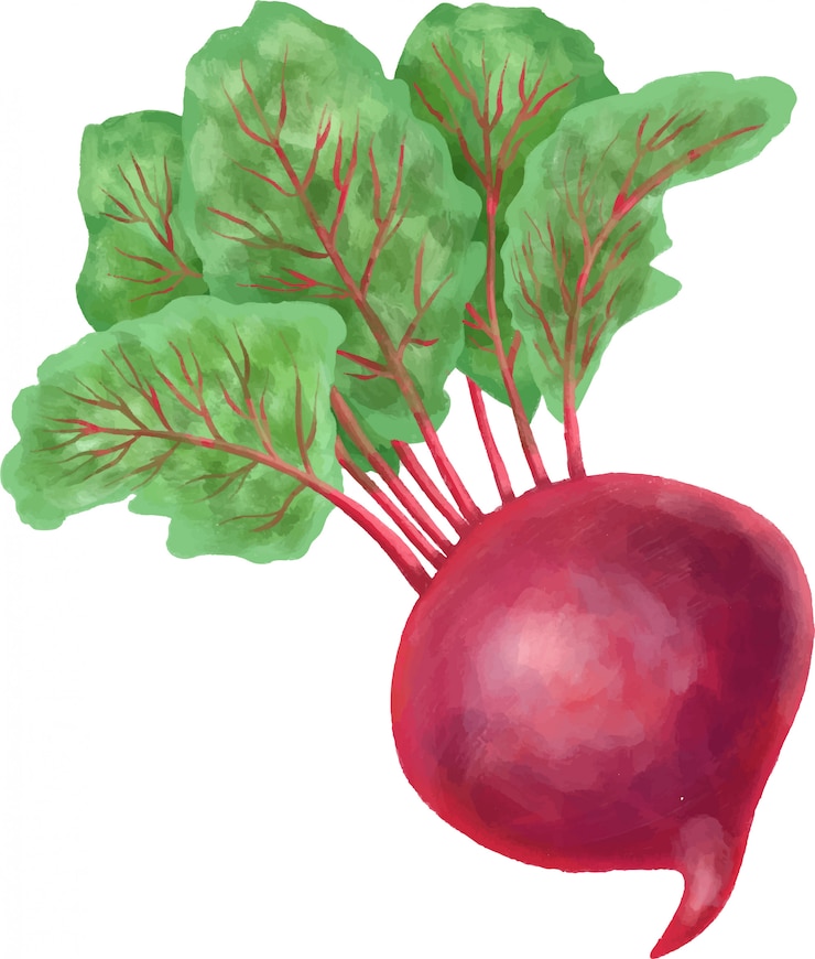 Vetor beterraba desenhada mão isolada