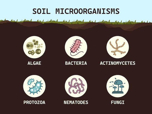 Vetor biologia do solo microorganismos do solo bactérias fungos algas protozoários nematóides actinomicetos microbiologia