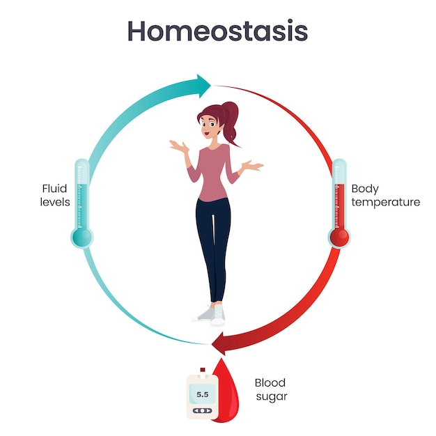 Biologia homeostase ciência ilustração vetorial infográfico