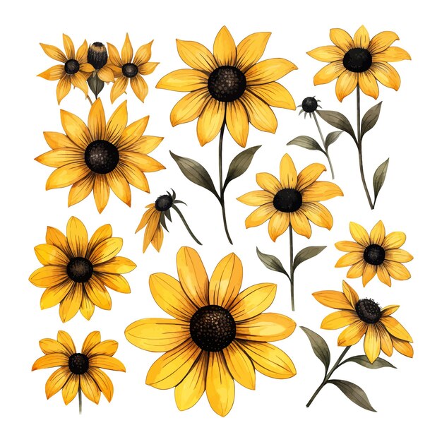 Vetor blackeyed susan flor aquarela conjunto clipart fundo branco