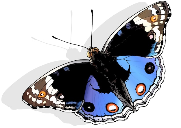 Blue pansy butterfly junonia orithya