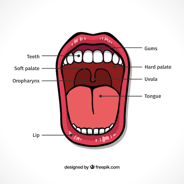 Vetor boca infográfico