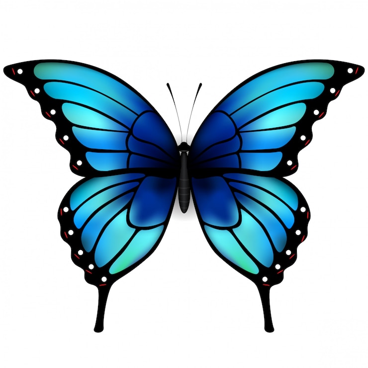 Vetor borboleta com grandes asas azuis sobre fundo branco.