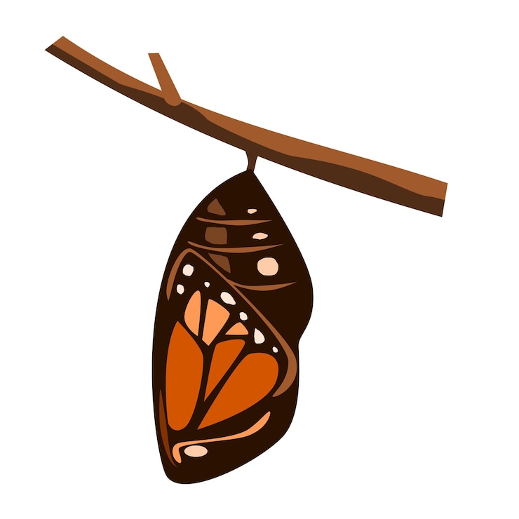 Vetor borboleta monarca crisálida