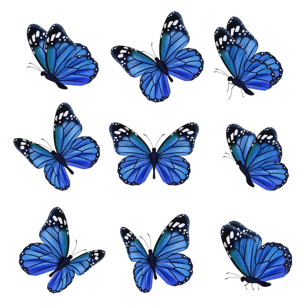 Vetor borboletas coloridas. voando linda borboleta insetos com asas decoradas. ilustração inseto borboleta primavera, padrão asas realistas na cor azul