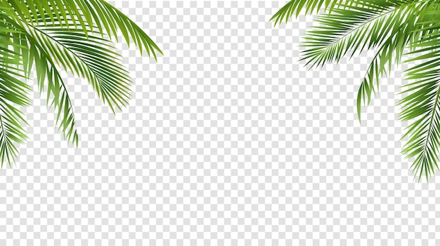 Vetor borda de folha de palmeira verde isolada e fundo transparente