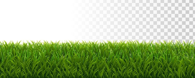 Borda de grama verde com fundo transparente com ilustração vetorial de malha gradiente