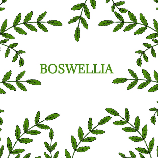 Boswellia na borda da cor