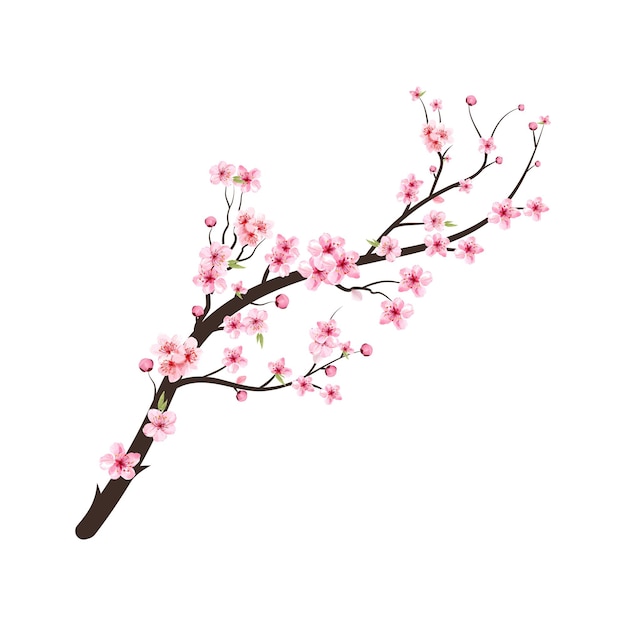 Botão de cereja em aquarela. galho de árvore da flor de cerejeira com flor de sakura. flor de cerejeira em aquarela. vetor de florescência da flor da flor de cerejeira. fundo rosa flor de sakura. sakura em fundo branco.