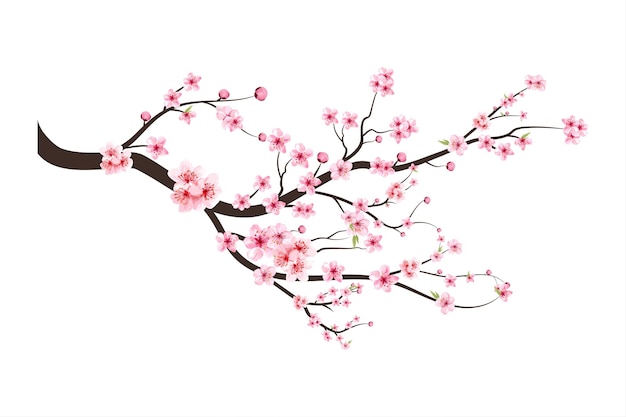 Vetor botão de cereja em aquarela. vetor de florescência da flor da flor de cerejeira. ramo de cerejeira com flor de sakura. sakura em fundo branco. fundo rosa flor de sakura. vetor de flor de cerejeira em aquarela.