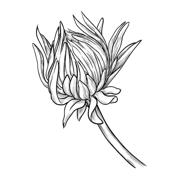 Botão de crisântemo desenhado à mão com ilustração vetorial de folhas isolada em fundo branco