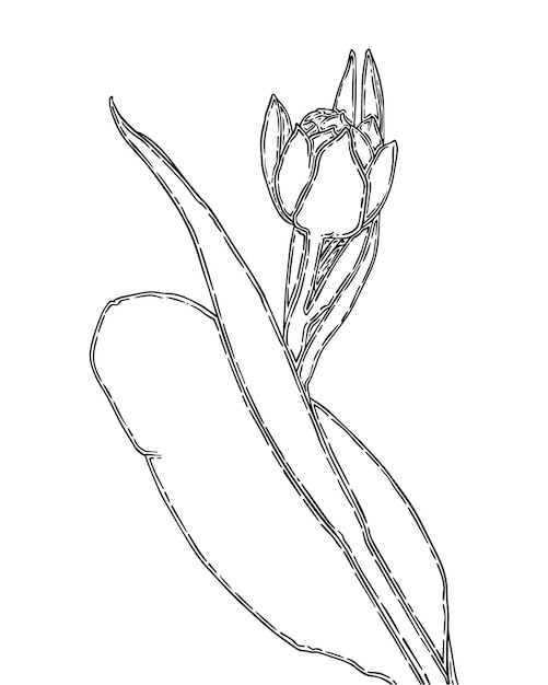 Vetor botão de tulipa com caule e folhas flor doodle linear