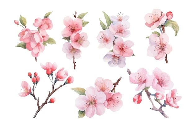 Botões e flores sakura ilustração vetorial plana isolada no fundo branco