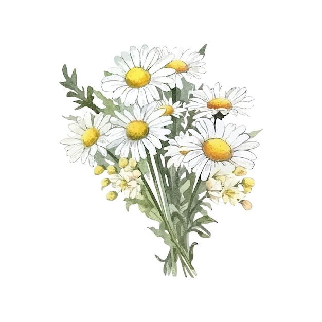 Bouquet de flores de margarida de camomila desenho de ilustração vetorial